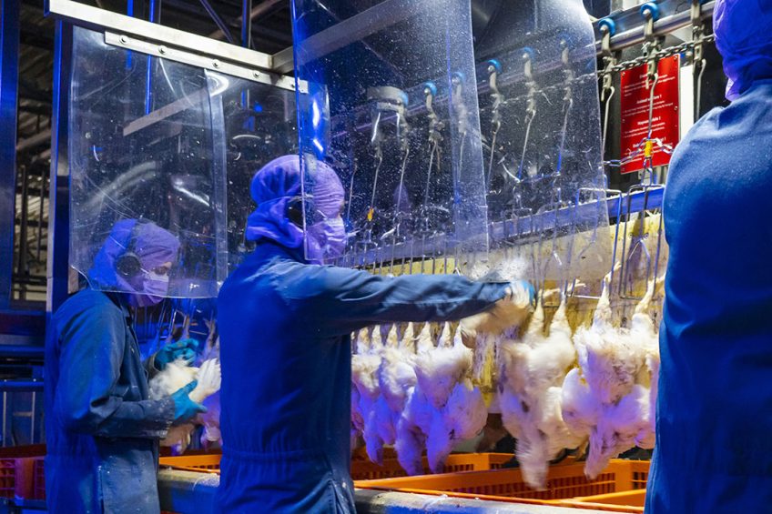 Covid infections at processing facilities around the world have a big impact on production. Extra hygiene measures are put in place to reduce infection risks. Photo: Ruud Ploeg