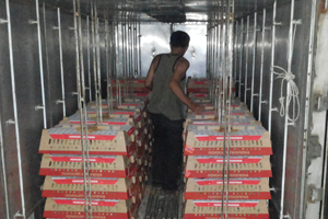 Novogen enters layer market in North Sumatera