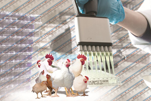 Aviagen to include genomics information on broiler products