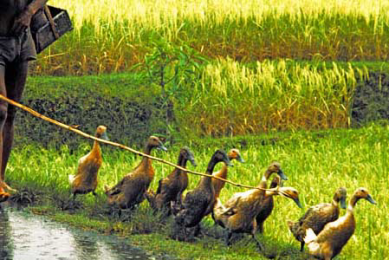 Study: Spread of HPAI through smallhoder ducks in Asia