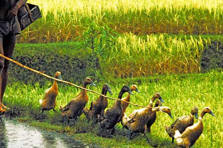 Study: Spread of HPAI through smallhoder ducks in Asia