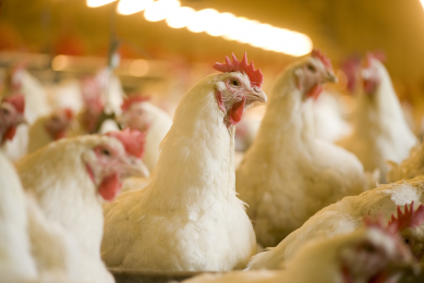 Eubiotics and the need for a new gut health paradigm. Photo: DSM