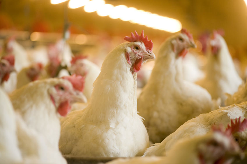 Eubiotics and the need for a new gut health paradigm. Photo: DSM