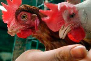 Defra Secretary calls for evidence on beak trimming