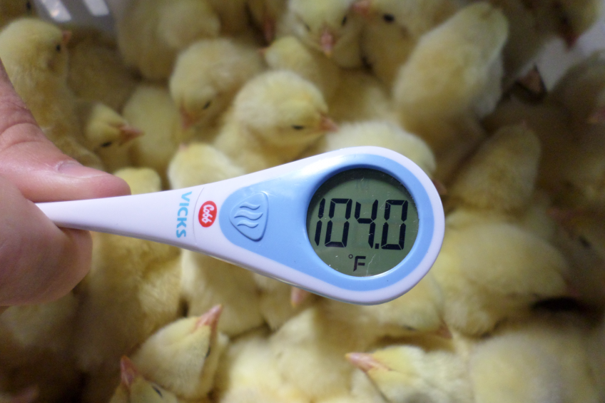 Avoiding overheating day-old chicks