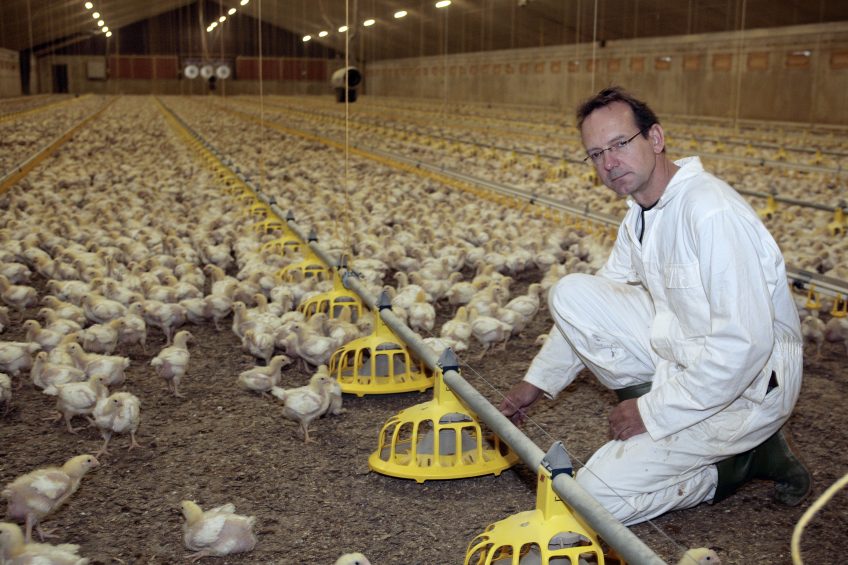 The first step in any antibiotic reduction programme should be to evaluate and optimise the health of the production system, thereby decreasing systematic prophylactic and metaphylactic use. Photo: Studio Kastermans