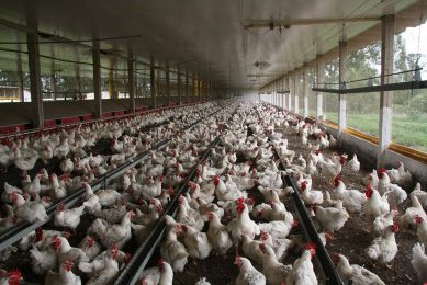The current flock of Cobb slow is 33 weeks old and in full production. Fabian Brockötter