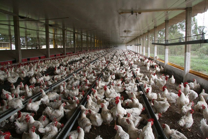 The current flock of Cobb slow is 33 weeks old and in full production. Fabian Brockötter