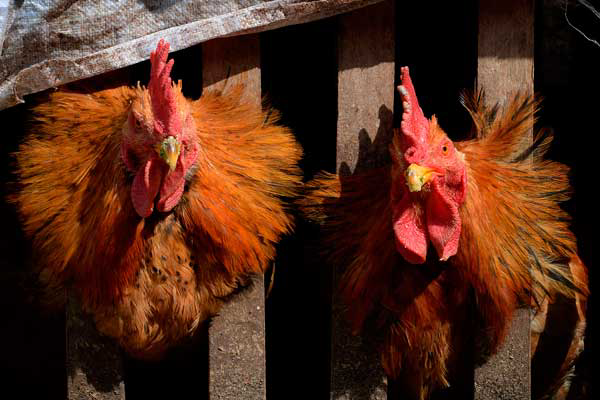 Controlling poultry for AI outbreaks in China