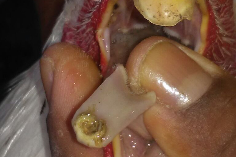 Mycotoxicoses in poultry: A manageable problem