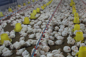 Modernisation helps Russian poultry growth