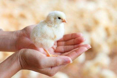 Photo: Shutterstock