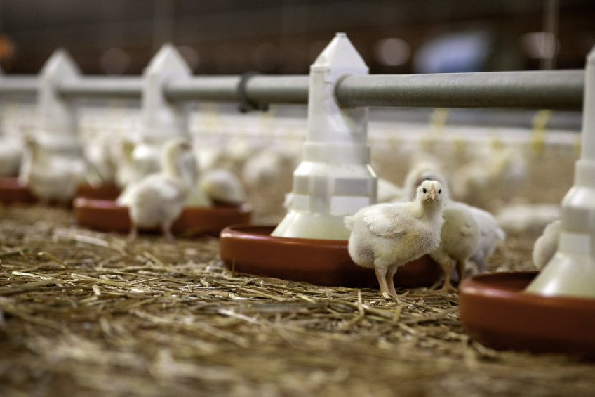 Danisco honoured for poultry gut health solution