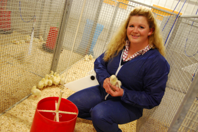 Distilled brewers grains in poultry diet to cut costs