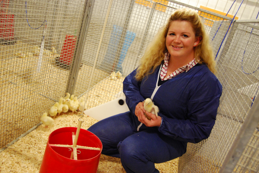 Distilled brewers grains in poultry diet to cut costs