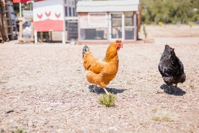 Indigenous chickens in Zimbabwe are commonly known as road-runner chickens. Photo: Tuân NguyÅn Minh