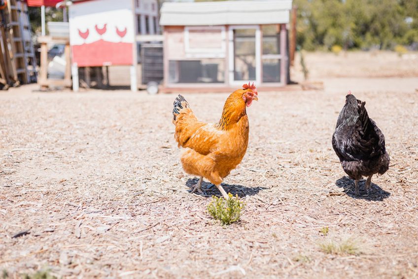 Indigenous chickens in Zimbabwe are commonly known as road-runner chickens. Photo: Tuân NguyÅn Minh