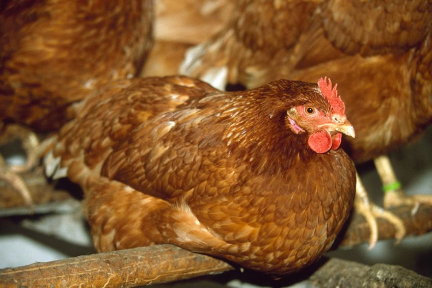 Exploring perch provision within the Co-op free range egg supply. Photo: Chris Martin Bahr/REX/Shutterstock
