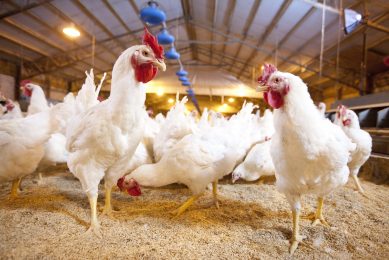Data capture and genetic progress in feed conversion. Photo: Cobb