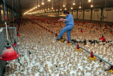Eurodon to restock following AI outbreak. Photo: Eurodon