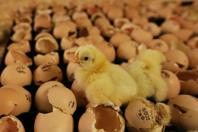 Aviagen increases breeding stock production in US hatchery