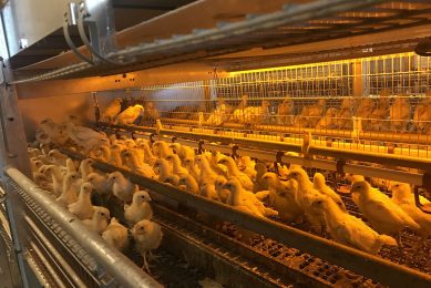 After six hard months the Polish poultry sector is back on track, aiming for further growth. Photo: Vladislav Vorotnikov
