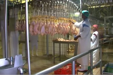 South Africa s Astral Foods  profits have plunged 55%. Photo: Astral Foods