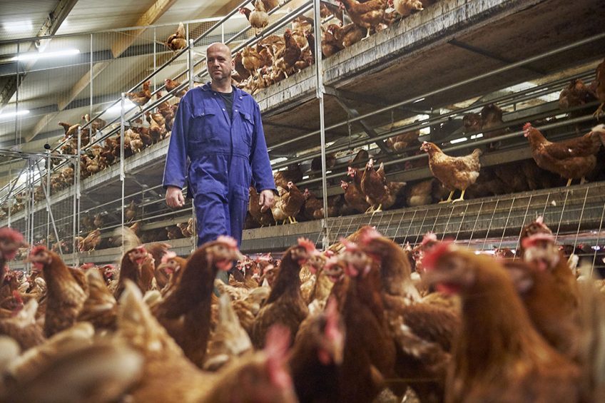 In order to express an animal s genetic potential, the digestive tract must support an optimal digestion and absorption of nutrients. Photo: Van Assendelft Fotografie