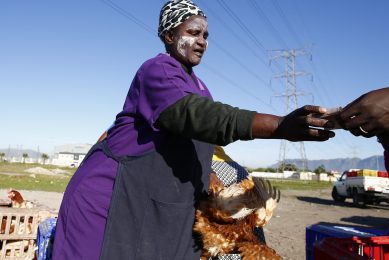 South Africa rattled by AI outbreak in the Western Cape. Photo: EPA / Kim Ludbrook
