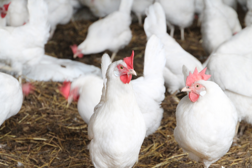 The flock Dekalb White hens in an aviary  system at Van Loon reached 100 weeks of age and produced 500.5 eggs per hen housed. [Photos; Dick van Doorn]