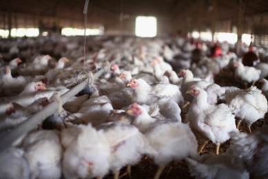 Potential biomarkers of broiler gut health identified
