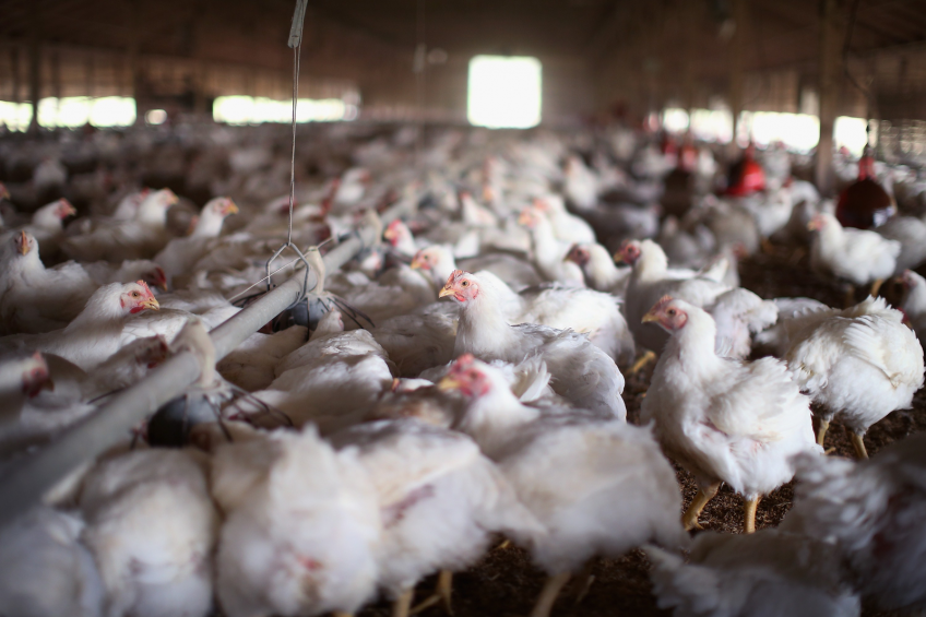 Potential biomarkers of broiler gut health identified
