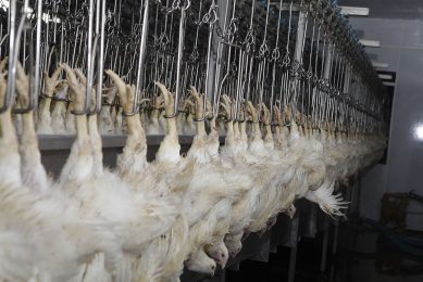 According to the Brazilian Association of Animal Protein (ABPA), poultry exporters raked in US$	 956.1 million in the first 2 months of 2021, 11.7% less than in the previous year. Photo: Hans Prinsen