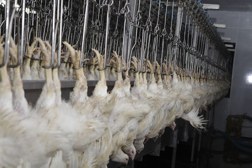 According to the Brazilian Association of Animal Protein (ABPA), poultry exporters raked in US$ 956.1 million in the first 2 months of 2021, 11.7% less than in the previous year. Photo: Hans Prinsen