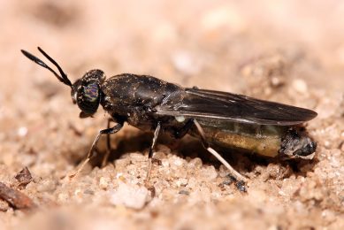 Nuffield Scholar talks of benefits of insects for hens. Photo: Shutterstock