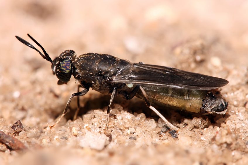 Nuffield Scholar talks of benefits of insects for hens. Photo: Shutterstock