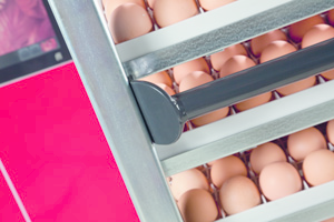 Pas Reform delivers growth for Sarawak s poultry integrations