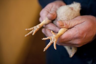 In conventional broilers lesions are reported as early as 7 d of age and are a constant concern of broiler farmers. Photo: Mark Pasveer