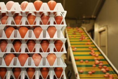 In most tests, the breeds producing white eggs had an advantage over the breeds producing brown eggs and results over the past decade show the advantage is widening. Photo: Henk Riswick