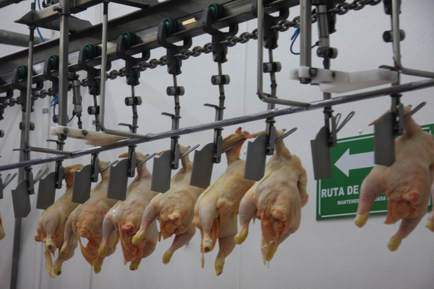 Blood rules the ( quality of the carcass
