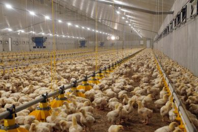 Photo: Poultry World
