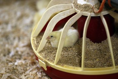 Filling the antibiotic void with feed additives. Photo: Bert Jansen