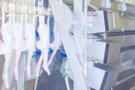 High-Tech duck processing in South Korea