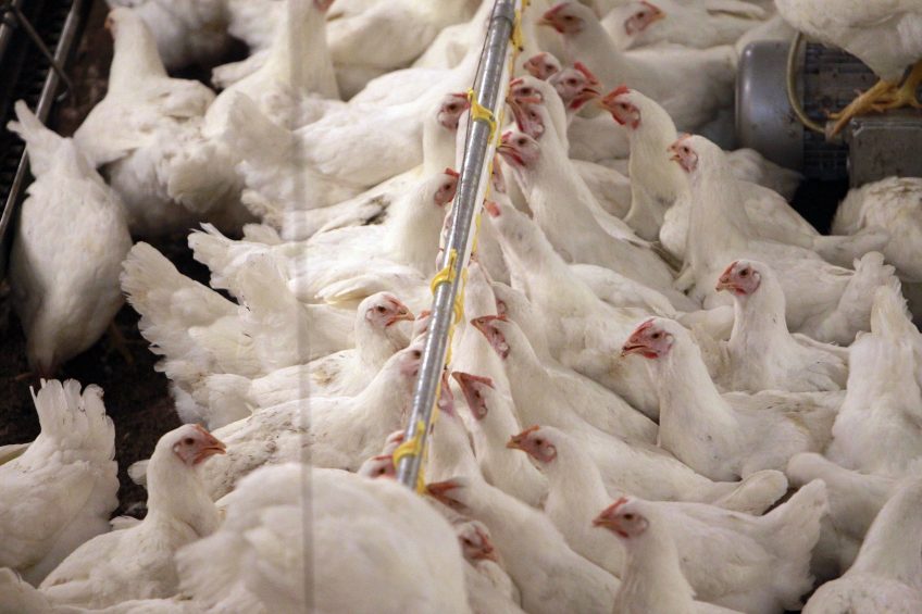Russia facing parent flock shortage. Photo: Bert Jansen