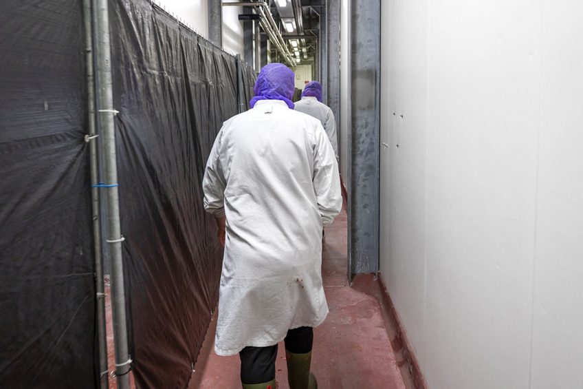 A number of Brazilian processors shut down over Chinese import restrictions. Photo: Ruud Ploeg