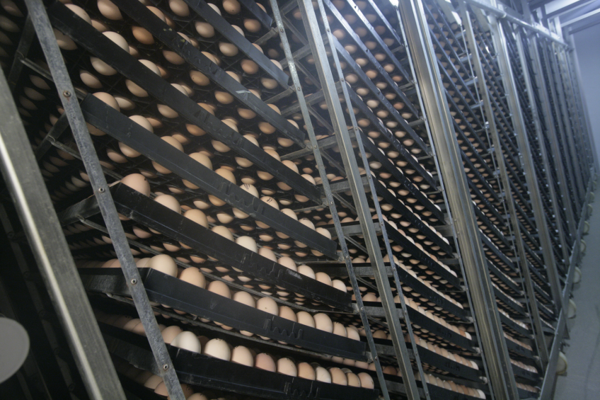 It has become very clear that the most critical period for turning broiler hatching eggs was during the first week of incubation. <br /><em>Photo: Koos Groenewold</em>
