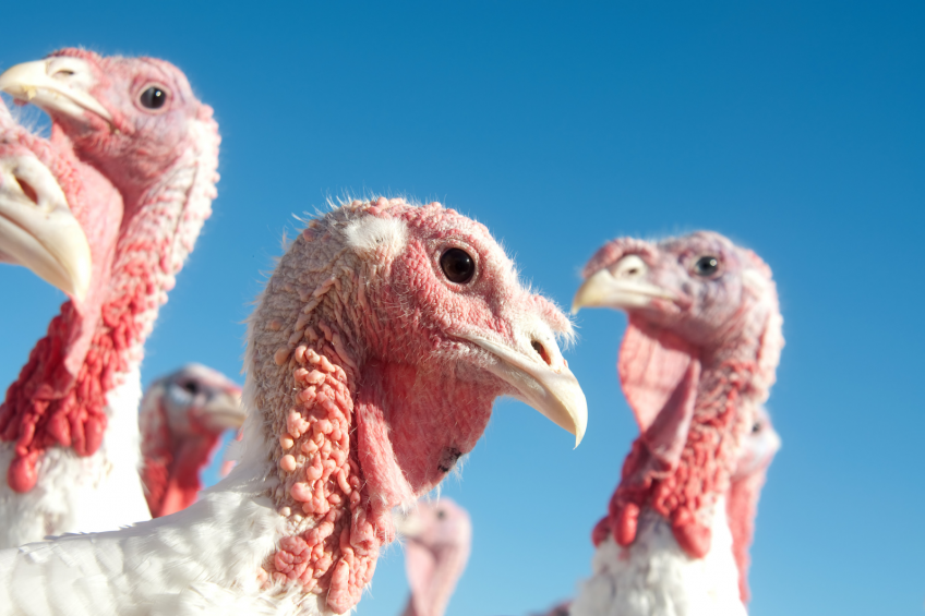 Russia: Eurodon expands its turkey business
