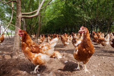 Impact of space on the welfare of free-range layers. hoto: Herbert Wiggerman