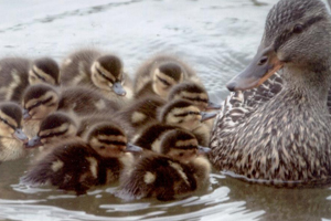 Ducks role in Chinese bird flu outbreak probed