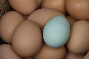 Study unscrambles the genetics of the 'blue' egg